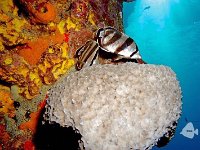 Banded Butterflyfish